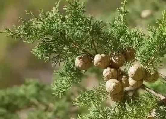 植物百科|柏树生长在什么地方