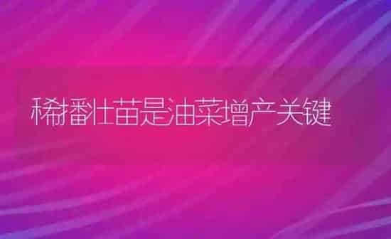 稀播壮苗是油菜增产关键 | 粮油作物种植