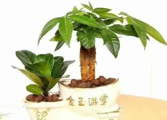 植物浇水|招财树多久浇一次水比较好 一般几天浇水一次