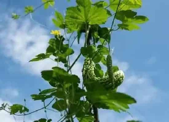 种植管理|癞瓜几月份种植合适