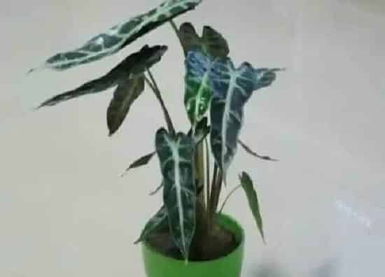 养殖方法|小仙女花的养殖方法和注意事项（小仙女植物怎么养）