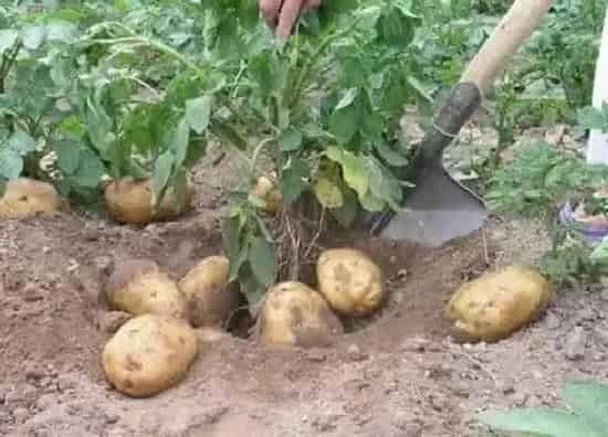 植物施肥|土豆用什么肥料好