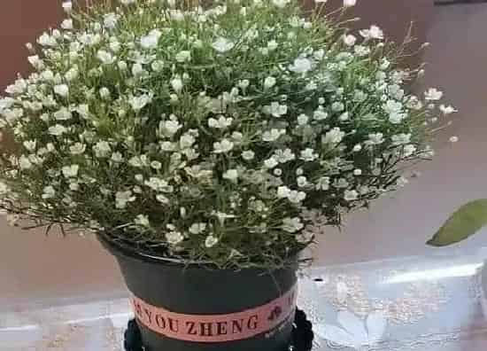 植物百科|满天星花是多年生还是一年生植物 第二年还能活吗