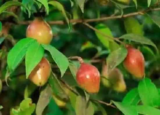 植物施肥|油茶施什么肥最好