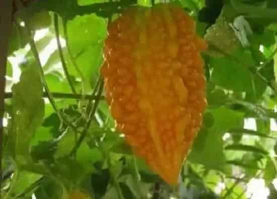种植管理|癞瓜几月份种植合适