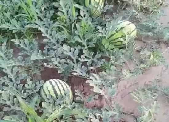 种植管理|露天西瓜几月份种植最好 什么时候种植最好