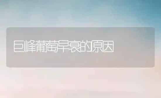 巨峰葡萄早衰的原因 | 瓜果种植