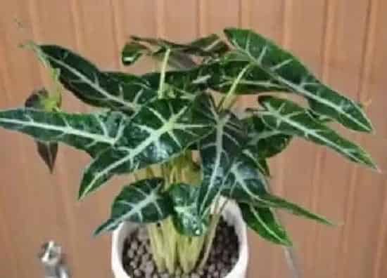 养殖方法|小仙女花的养殖方法和注意事项（小仙女植物怎么养）