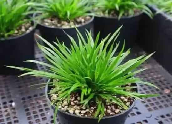 植物百科|蒲草是什么植物