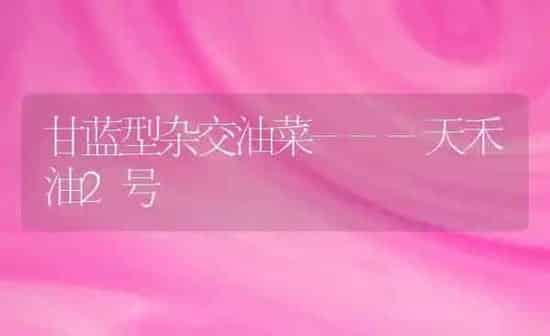 甘蓝型杂交油菜---天禾油2号 | 粮油作物种植