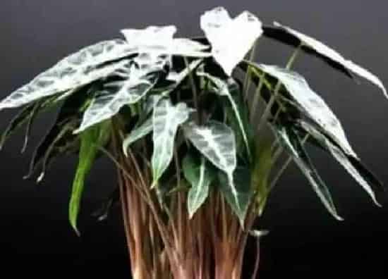 养殖方法|小仙女花的养殖方法和注意事项（小仙女植物怎么养）
