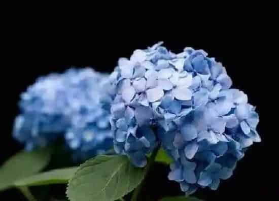 植物扦插|绣球花怎样扦插