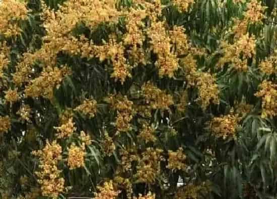 植物百科|芒果开花吗 在什么时候开花