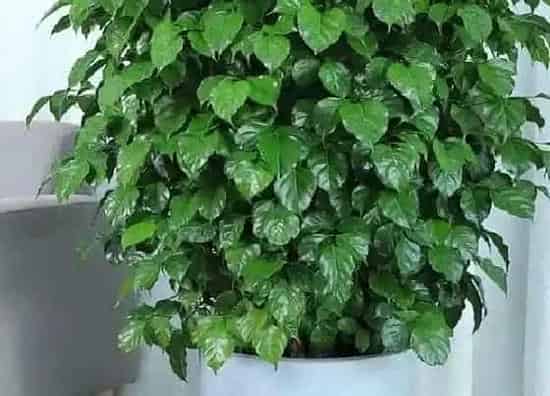 种植方法|幸福树怎么种植 种植方法及养护要点