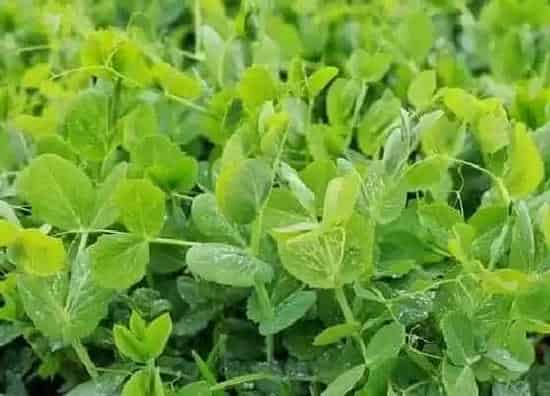 种植管理|豌豆的生长周期是多长时间
