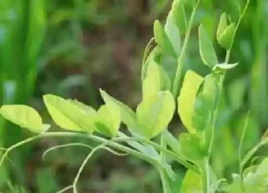 种植管理|豌豆的生长周期是多长时间
