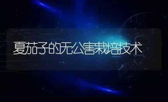 夏茄子的无公害栽培技术 | 蔬菜种植