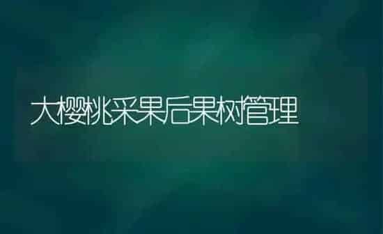 大樱桃采果后果树管理 | 瓜果种植