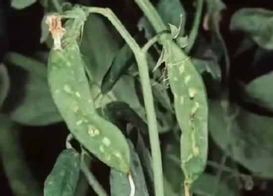 种植管理|豌豆的生长周期是多长时间