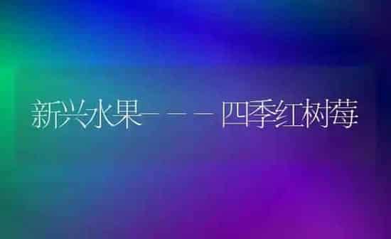 新兴水果---四季红树莓 | 瓜果种植