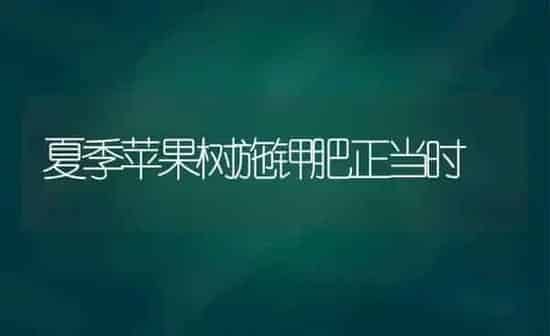 夏季苹果树施钾肥正当时 | 瓜果种植