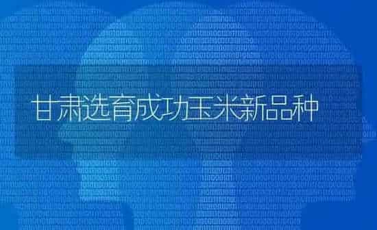 甘肃选育成功玉米新品种 | 粮油作物种植