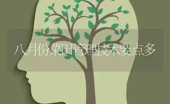 八月份菜田管理技术要点多 | 蔬菜种植