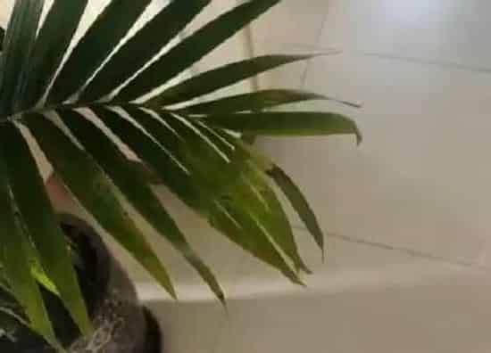 叶子发黑|富贵椰子叶子有黑斑怎么回事