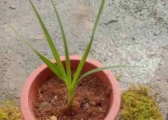 植物移栽|下山兰上盆时间与养护方法