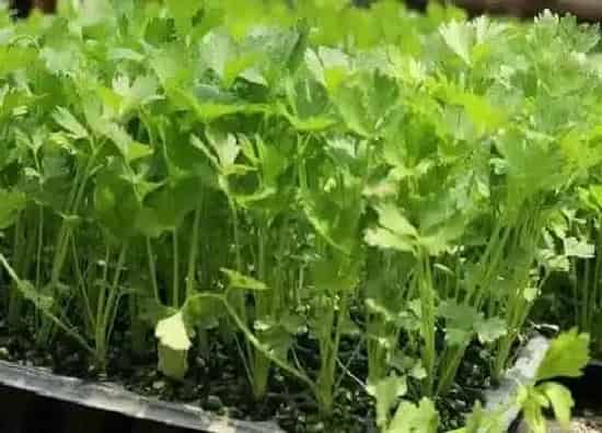 种植管理|香菜一般几月份种植 种植时间是几月