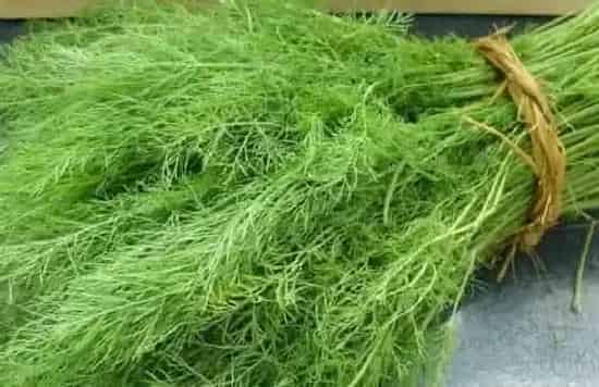 种植方法|茴香种植时间和方法 高产栽培技术与管理措施