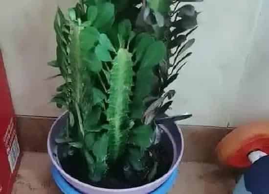 植物百科|仙人柱开花吗 花期是什么时候