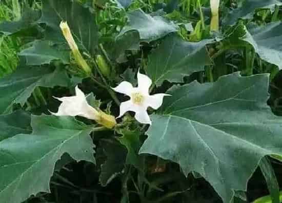植物寓意|曼陀罗花的寓意和象征