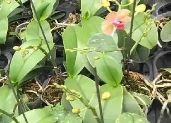 养殖方法|蝴蝶兰花可以水养吗