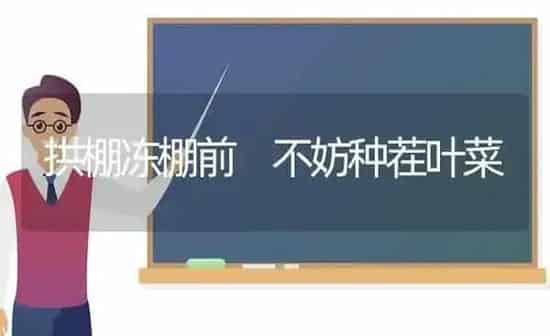 拱棚冻棚前 不妨种茬叶菜 | 蔬菜种植