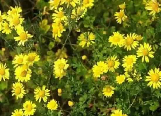 植物寓意|黄菊花代表什么象征意义