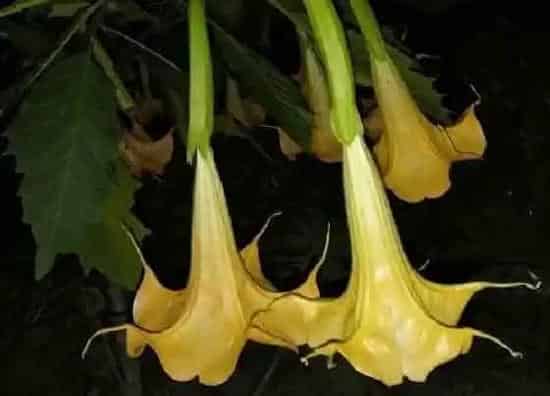 植物寓意|曼陀罗花的寓意和象征