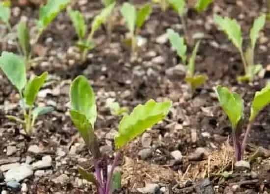 植物播种|大头菜什么时候播种最好
