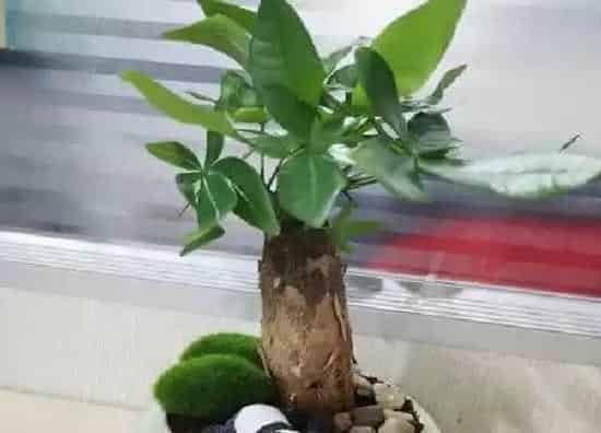 养殖方法|发财树的养殖方法和注意事项有哪些