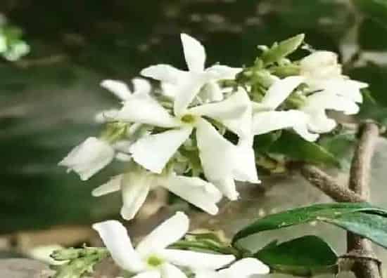 植物生根|风车茉莉怎么修根