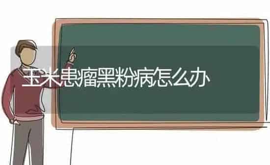玉米患瘤黑粉病怎么办 | 粮油作物种植