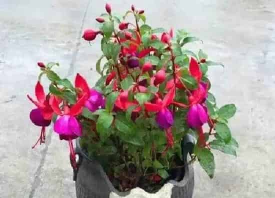 养殖科普|海棠花喜阴还是喜阳光的植物