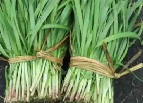 植物施肥|韭菜用什么肥料