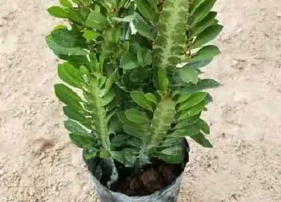 植物百科|仙人柱开花吗 花期是什么时候