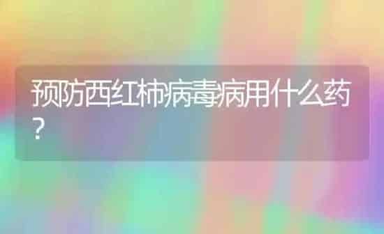 预防西红柿病毒病用什么药？ | 蔬菜种植