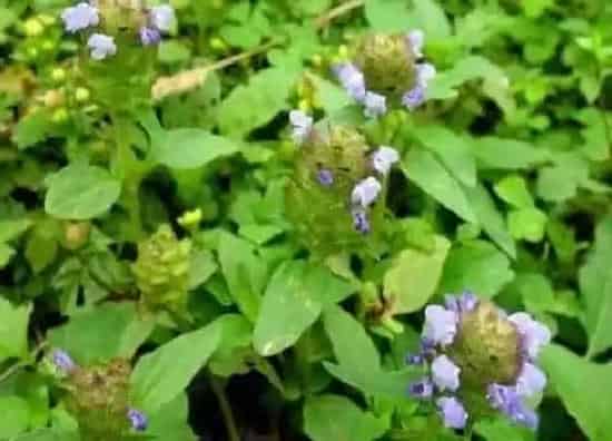 植物百科|和麦穗很像的草