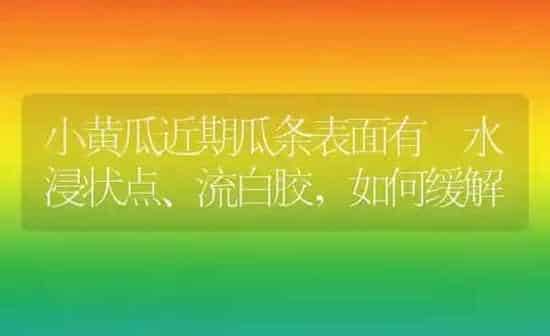小黄瓜近期瓜条表面有 水浸状点、流白胶，如何缓解 | 蔬菜种植