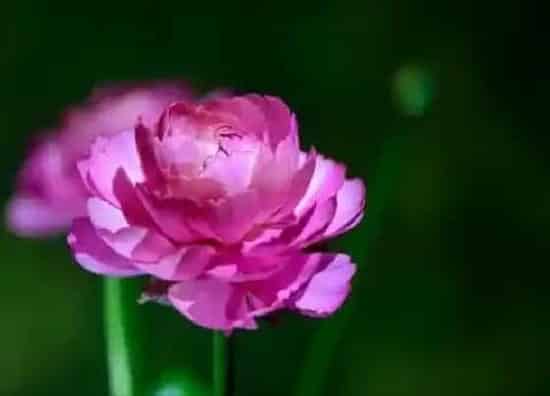 植物百科|西洋牡丹又叫什么花