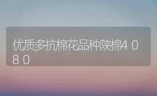 优质多抗棉花品种陕棉4080 | 粮油作物种植