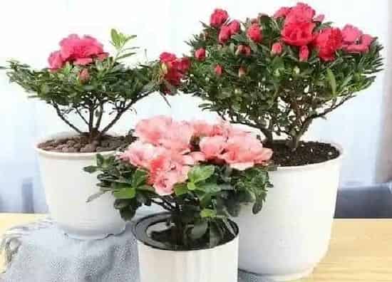 植物浇水|杜鹃多久浇一次水